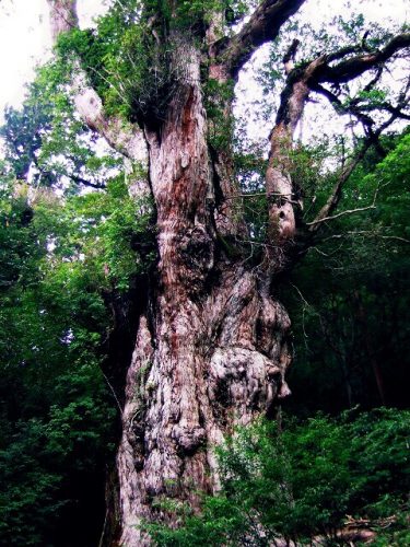 【屋久島/縄文杉×トレッキング】ツアー×ガイド×同行必至×おすすめ【根拠】